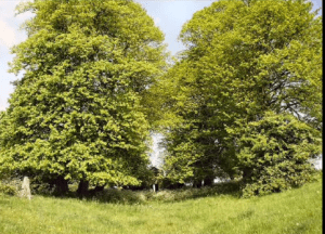 Fan Video for Ryan Kelly s The Village That They Call The Moy YouTube(16)